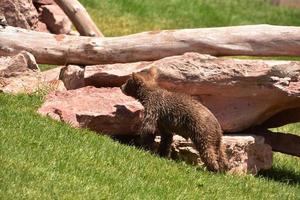 cachorro de oso pardo largo y delgado en el verano foto