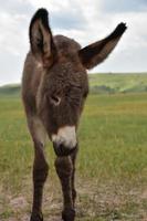 burro joven mendigando de pie en el campo de hierba foto