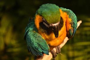 Up Close Look at the Plummage of a Blue and Gold Macaw photo