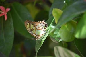 Pretty Green Malachite Butterfly on a Leaf photo