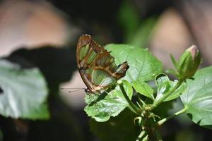 Amazing Green and Brown Butterfly on a Plant photo