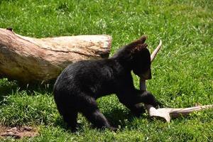 Very Cute Black Bear Cub Playing with an Antler photo