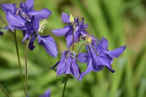 Gorgeous Flowering Purple Columbine Blossoms in the Spring photo