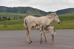 Mother and Baby Burro Nursing in the Wild photo