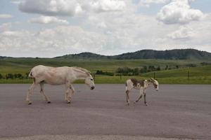 Young Burro with It's Mother Walking on a Roadway photo