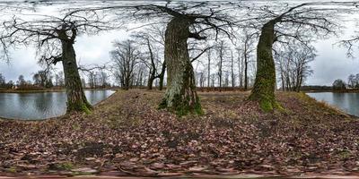 full seamless spherical hdri panorama 360 degrees angle view on pedestrian walking path among oak grove with clumsy branches near lake in equirectangular projection with zenith, ready VR AR content photo