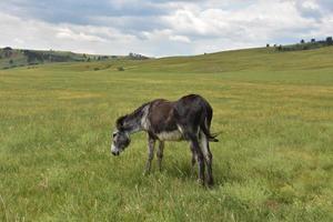 Grazing Burro in a Green Grass Field photo