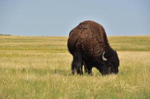 Bison Eating Grasses on the Plains in South Dakota photo