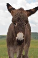 White Nose on a Brown Donkey Foal in a Field photo