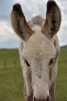 impresionante bebé burro potro blanco con manchas grises foto