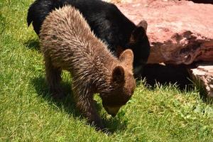 par de cachorros de oso negro jugando afuera foto