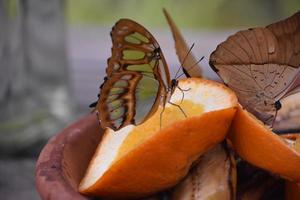 Malachite Butterfly Perched on an Orange photo