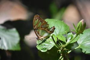 Malachite Butterfly With Patterned Wings on a Leaf photo