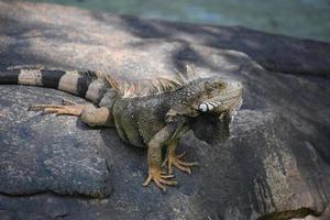 lagarto iguana con cola rayada sobre una roca foto