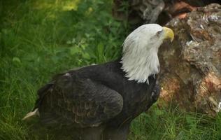 Large Bald Eagle With His Head Slightly Turned photo