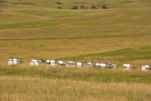 impresionante paisaje con colmenas de abejas en un campo foto