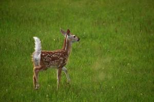 Prancing Baby Deer in a Green Grass Field photo