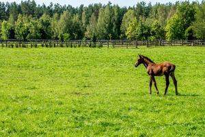 manada de caballos de élite pasta en el césped cerca del bosque foto