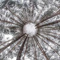 Little planet transformation of spherical panorama 360 degrees. Spherical abstract aerial view in winter pinery forest. Curvature of space. photo