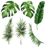 conjunto de hoja tropical monstera, archivo de png de ilustración de hojas de bosque