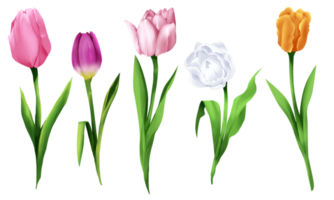 tulip flower paint for festival banner decoration png