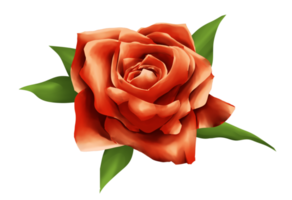 one red rose watercolor illustration png