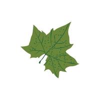 nature leaf plant illustration vector