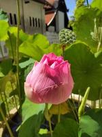 pink lotus close-up blur background photo