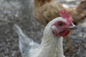 primer plano de cabeza de pollo foto