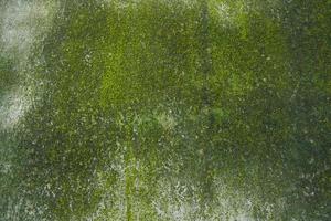 Fungi Green Moss Texture abstract background concrete wall. Rusty, Grungy, Gritty Vintage Background photo