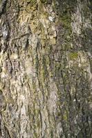 Tree bark background texture natural view photo