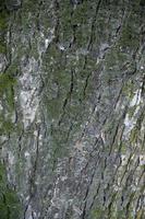 tree bark background covered with green moss photo