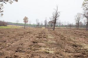 Sugarcane field fired photo