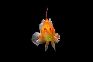 goldfish isolated on black background. photo