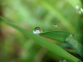 gota de rocío en la hoja por la mañana foto