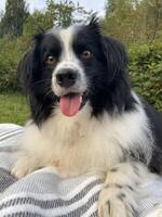 Black and White Miniature Australian Shepherd Laying Down photo