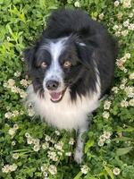 Black and White Miniature Australian Shepherd Sitting in Flowers photo