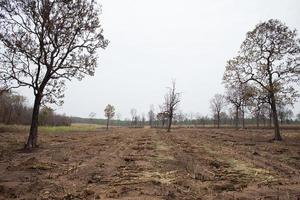 Sugarcane field fired photo