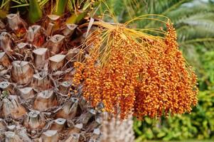 Close up palm trees with ripe dates at Bodrum, Turkey. photo