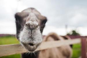 Funny camel on farm with green grass. photo