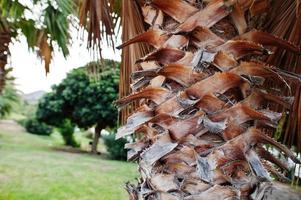 Close up of palm bark, beautiful tropical background. photo