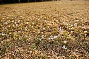 Saffron flowers on field. Crocus sativus blooming white and yellow plant on ground, closeup. photo
