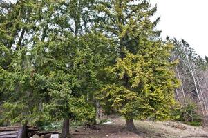 pinos árboles forestales en las montañas de los cárpatos. foto