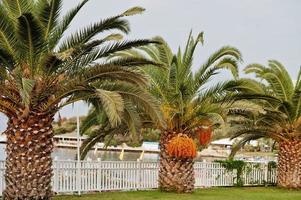 palmeras con dátiles maduros en bodrum, turquía. foto