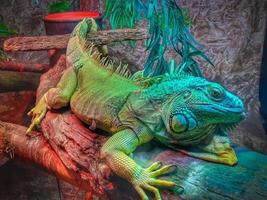 iguana descansando sobre un tronco foto