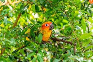 close up sun conure in the garden photo