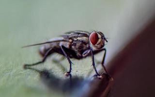 close up fly on the fence photo