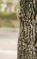 chameleon on tree branch blur background photo