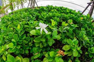 white gardenia flower. Blooming Cape Jasmine. The Gardenia Jasminoides. photo