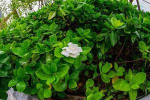 white gardenia flower. Blooming Cape Jasmine. The Gardenia Jasminoides. photo